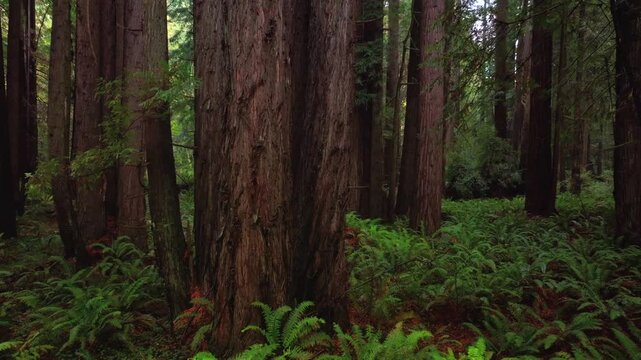 Redwoods forest mist fog rain aerial drone California Redwood National and State Parks USAL Beach giant sequoia tallest tree dense green foliage Lost Coast Trail nature landscape upwards motion
