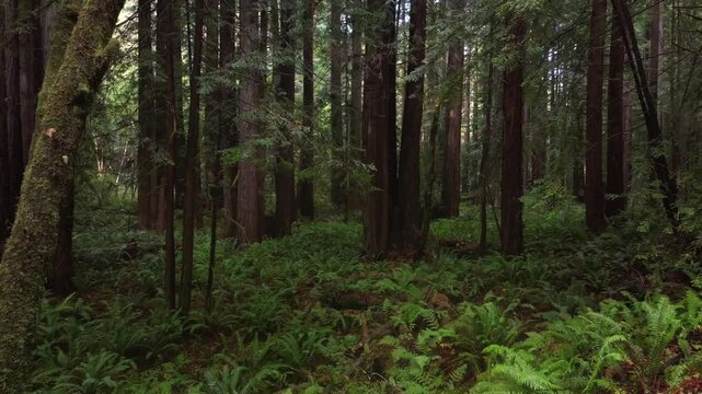 Redwoods forest mist fog rain aerial drone California Redwood National and State Parks USAL Beach giant sequoia tallest tree dense green foliage Lost Coast Trail Newport nature landscape circle right
