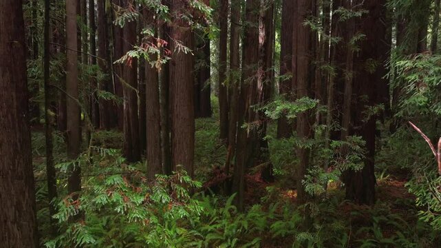 Redwoods forest mist fog rain aerial drone California Redwood National and State Parks USAL Beach giant sequoia tallest tree dense green foliage Lost Coast Trail Newport nature landscape forward up