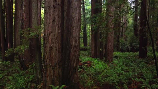 Redwoods forest mist fog rain aerial drone California Redwood National and State Parks USAL Beach giant sequoia tallest tree dense green foliage Lost Coast Trail nature landscape circle left motion