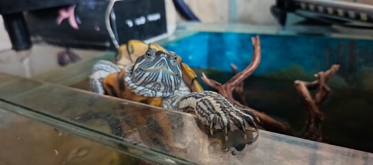 Kura kura brazil didalam aquarium © MzH