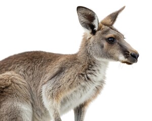 Fototapeta premium young kangaroo isolated on white