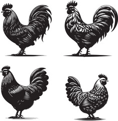 Silhouette of Golide Hen isolated with white background
