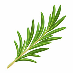 Fototapeta premium sprig of rosemary