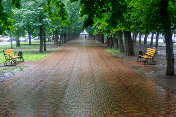 A wet, paved walkway in a tree-lined park after rain, with empty benches and reflections on the...
