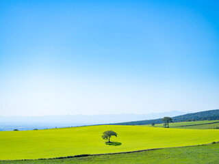 Obraz premium 青い空と牧草地、上士幌町、北海道、日本