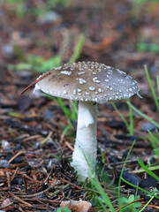 Amanita excelsa, commonly known as Grey Spotted Amanita or European False Blusher, wild mushroom from Finland