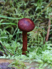 Cortinarius sanguineus, known as blood red webcap, wild mushroom from Finland