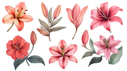 Obraz premium Pink and coral lilies in watercolor style