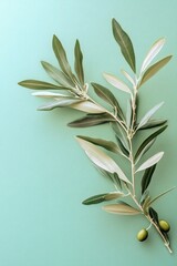 Olive branch with two whole green olives. Decorative elements for cooking or event setup.
