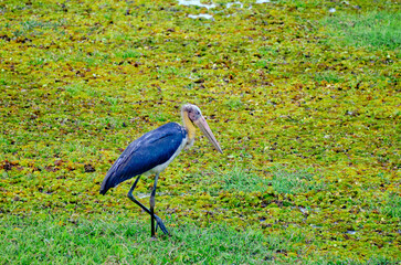 Lesser Adjutatnt Stork in a bog at Kaziranga National Park in Assam, India