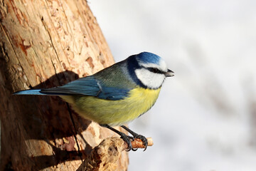 Blue tit