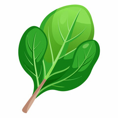 fresh spinach leaf