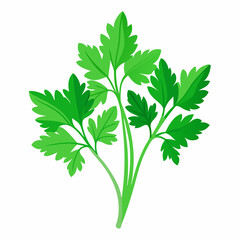 Naklejka premium parsley isolated on white