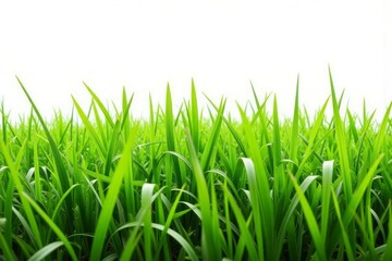 Obraz premium Fresh green grass blades fill the frame against a white background