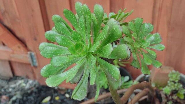 Closeup of green Aeonium arboreum plant in a flower pot