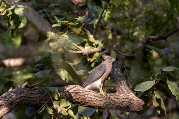 Shikra or Accipiter badius or little banded goshawk wild bird portrait perched in winter sunlight on face in outdoor wildlife safari at keoladeo national park bharatpur bird sancturay rajasthan india