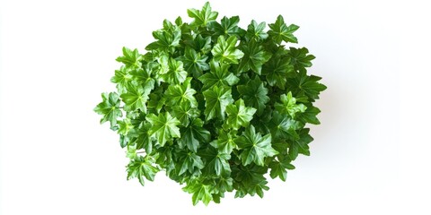 Obraz premium Fresh green cilantro plant in a white background with leaves and stems