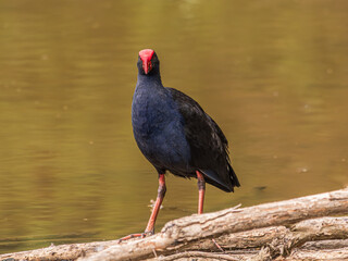 Swamp Hen Alert On The Edge