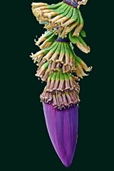 Close up of wild Bananas in my garden