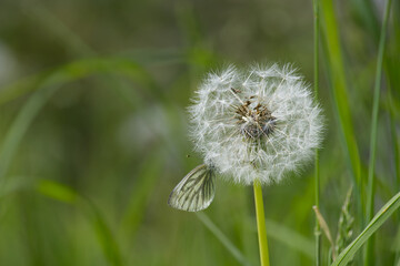 Fototapeta premium Detailed view of a white dandelion seed head during its peak bloom