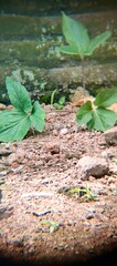 Small green plants growing on rocky soil..Vertical Photo.