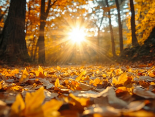 Fototapeta premium Golden maple leaves falling on an autumn forest floor with warm sun rays