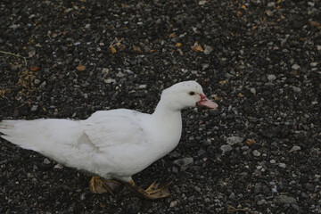 Close-up portrait of a white duck on a farm. Domestic goose walking on a pasture