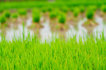 Close-up of vibrant paddy seedlings sprouting in a water-filled farmland, showcasing fresh growth and agricultural beauty.