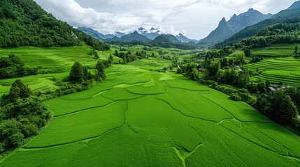 Fototapeta premium Lush green terraced rice paddies in a valley, mountains in the background. Possible use Stock photo for travel, nature, agriculture, or tourism brochures