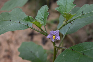 A purple flower that is blooming and is a member of the eggplant genus