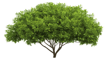 Lush Green Tree Illustration