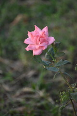 beautiful pink rose in the garden