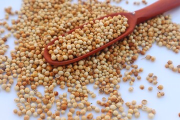 Coriander seeds (Coriandrum sativum) in a wooden spoon and some scattered around it, close up view.