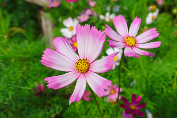 Beautiful pink cosmos flowers growing in the garden