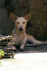 A white-coated dog is lying in the shade, looking at the camera