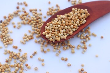 Coriander seeds (Coriandrum sativum) in a wooden spoon and some scattered around it, close up view.
