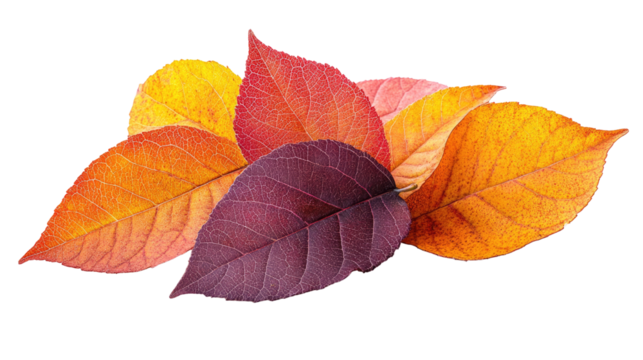 Autumnal Palette: A close-up shot captures a collection of vibrantly colored autumn leaves. Displaying a warm and rich color palette. 