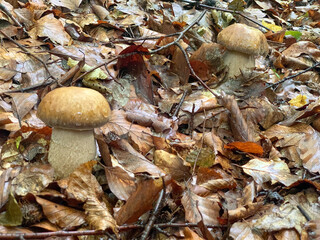 Such beautiful oaks under the tree can please any mushroom picker. The boletus is a jewel among edible mushrooms both in the forest and in the kitchen.
