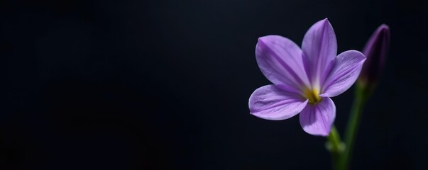 Delicate violet scilla flower blooming on a dark black background, botanical, plant