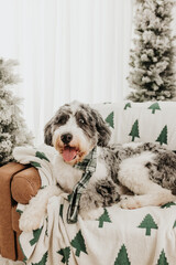 Bernedoodle wearing green holiday scarf sits on brown leather couch