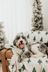 Bernedoodle wearing green holiday scarf sits on brown leather couch