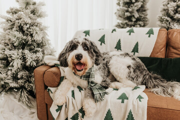 Bernedoodle wearing green holiday scarf sits on brown leather couch
