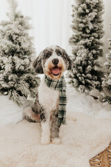 Bernedoodle sits smiling in front of flocked Christmas trees