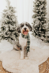 Bernedoodle sits smiling in front of flocked Christmas trees