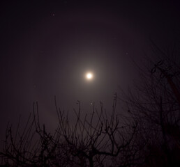 Cirostratus (in Latin cirrostratus, Cs) or algal cloud or algal cloud is a high-lying cloud. It is a high-level cloud, it occurs at heights of 6 to 12 km. It consists exclusively of ice crystals.