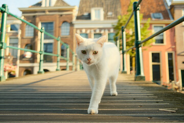 White cat walking on bridge in european city