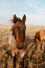 Obraz premium Close-up of a bay roan colt standing in a dry grassy field.