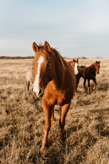 Obraz premium A sorrel horse leads a small herd across a sunlit Kansas prairie.