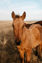 Fototapeta premium Close-up of a buckskin foal standing in a dry grassy field.